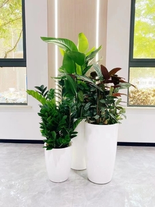 宁波镇海花卉租赁设计><div class=